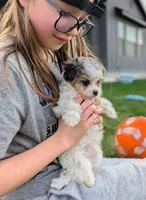 Sunny - Tiny Toy Labradoodle , a female Poodle - Toy  and Miniature Labradoodle for sale in Salt Lake City, UT – Photo 3 of 7