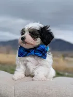 Dash - Toy Labradoodle , a male Poodle - Toy  and Miniature Labradoodle for sale in Salt Lake City, UT – Photo 3 of 6