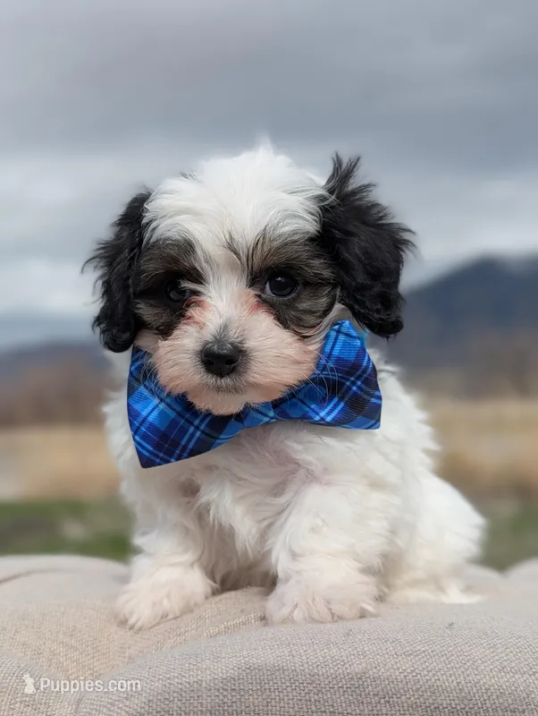 Dash - Toy Labradoodle  – Poodle - Toy , Miniature Labradoodle puppy for sale in Salt Lake City, UT