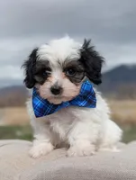 Dash - Toy Labradoodle , a male Poodle - Toy  and Miniature Labradoodle for sale in Salt Lake City, UT – Photo 1 of 6