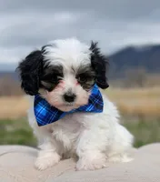 Dash - Toy Labradoodle , a male Poodle - Toy  and Miniature Labradoodle for sale in Salt Lake City, UT – Photo 2 of 6