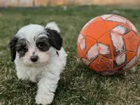 Dash - Toy Labradoodle , a male Poodle - Toy  and Miniature Labradoodle for sale in Salt Lake City, UT – Photo 5 of 6