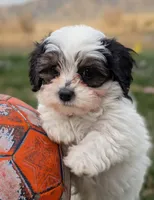 Dash - Toy Labradoodle , a male Poodle - Toy  and Miniature Labradoodle for sale in Salt Lake City, UT – Photo 6 of 6