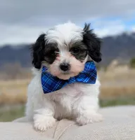 Dash - Toy Labradoodle , a male Poodle - Toy  and Miniature Labradoodle for sale in Salt Lake City, UT – Photo 4 of 6