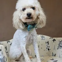 Muppet Toy (6lbs) Dilute!, a male Poodle - Toy  and Miniature Labradoodle for sale in Salt Lake City, UT – Photo 4 of 5