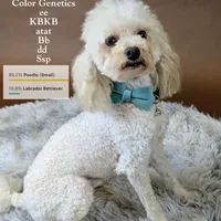 Muppet Toy (6lbs) Dilute!, a male Poodle - Toy  and Miniature Labradoodle for sale in Salt Lake City, UT – Photo 5 of 5