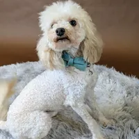 Muppet Toy (6lbs) Dilute!, a male Poodle - Toy  and Miniature Labradoodle for sale in Salt Lake City, UT – Photo 2 of 5