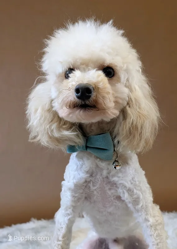 Muppet Toy (6lbs) Dilute!