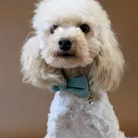 Muppet Toy (6lbs) Dilute!, a male Poodle - Toy  and Miniature Labradoodle for sale in Salt Lake City, UT – Photo 1 of 5