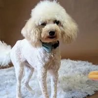 Muppet Toy (6lbs) Dilute!, a male Poodle - Toy  and Miniature Labradoodle for sale in Salt Lake City, UT – Photo 3 of 5