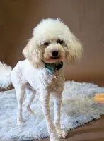 processed/6db19c88-e0ca-4db2-bdeb-a6d7eca43a25/listing/b593d28c-a5a9-4395-a362-e26933584530/969382f2-0aec-47d4-b749-0d5e23ce1a92