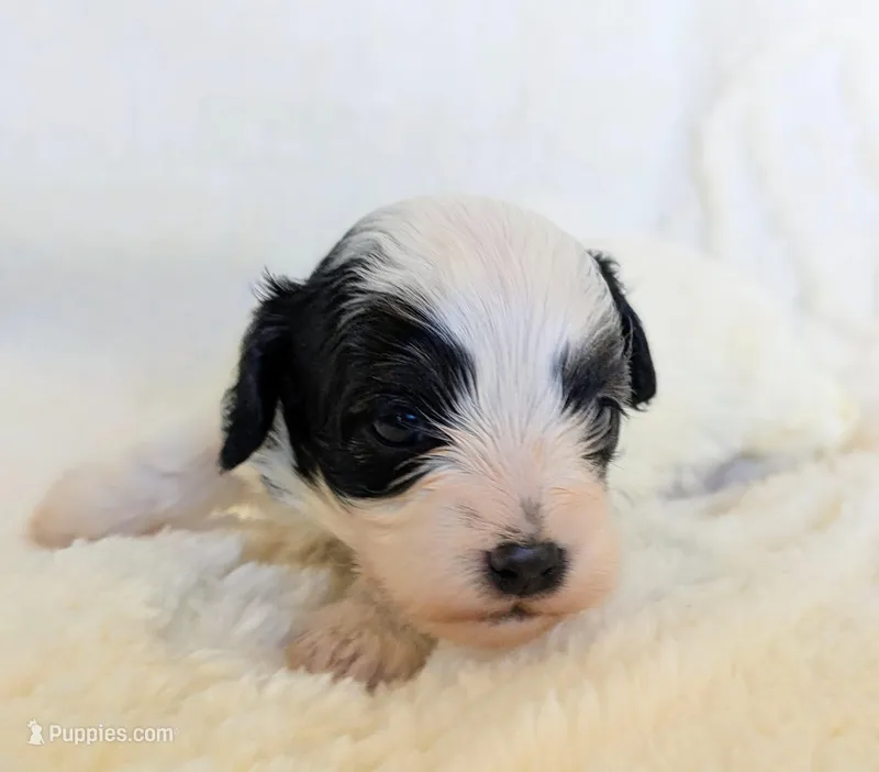 Dash - Toy Double Doodle