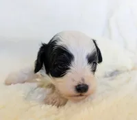 Dash - Toy Double Doodle, a male Miniature Goldendoodle and Miniature Labradoodle for sale in Salt Lake City, UT – Photo 1 of 6