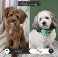 Dash - Toy Double Doodle, a male Miniature Goldendoodle and Miniature Labradoodle for sale in Salt Lake City, UT – Photo 6 of 6