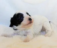 Dash - Toy Double Doodle, a male Miniature Goldendoodle and Miniature Labradoodle for sale in Salt Lake City, UT – Photo 5 of 6