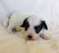 Dash - Toy Double Doodle, a male Miniature Goldendoodle and Miniature Labradoodle for sale in Salt Lake City, UT – Photo 3 of 6