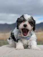 Miles - Toy Labradoodle , a male Poodle - Toy  and Miniature Labradoodle for sale in Salt Lake City, UT – Photo 4 of 6