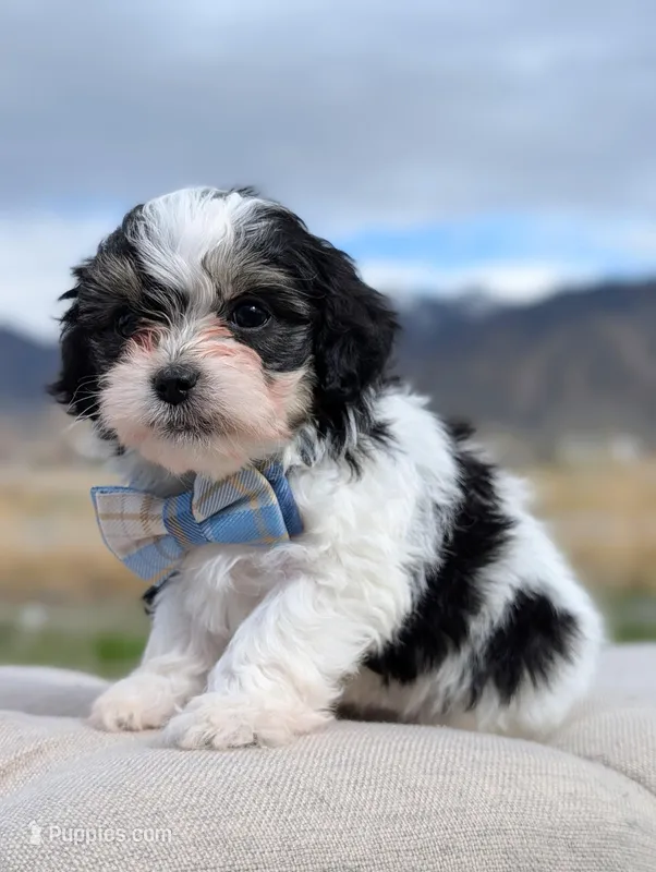 Miles - Toy Labradoodle  – Poodle - Toy , Miniature Labradoodle puppy for sale in Salt Lake City, UT