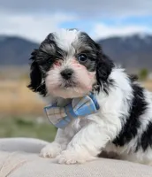 Miles - Toy Labradoodle , a male Poodle - Toy  and Miniature Labradoodle for sale in Salt Lake City, UT – Photo 5 of 6