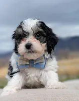 Miles - Toy Labradoodle , a male Poodle - Toy  and Miniature Labradoodle for sale in Salt Lake City, UT – Photo 3 of 6