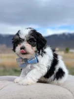 Miles - Toy Labradoodle , a male Poodle - Toy  and Miniature Labradoodle for sale in Salt Lake City, UT – Photo 2 of 6