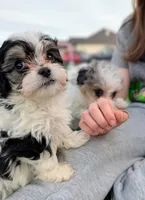 Miles - Toy Labradoodle , a male Poodle - Toy  and Miniature Labradoodle for sale in Salt Lake City, UT – Photo 6 of 6