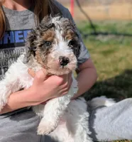 Milkyway - Mini Labradoodle, a male Poodle - Miniature  and Miniature Labradoodle for sale in Salt Lake City, UT – Photo 2 of 7