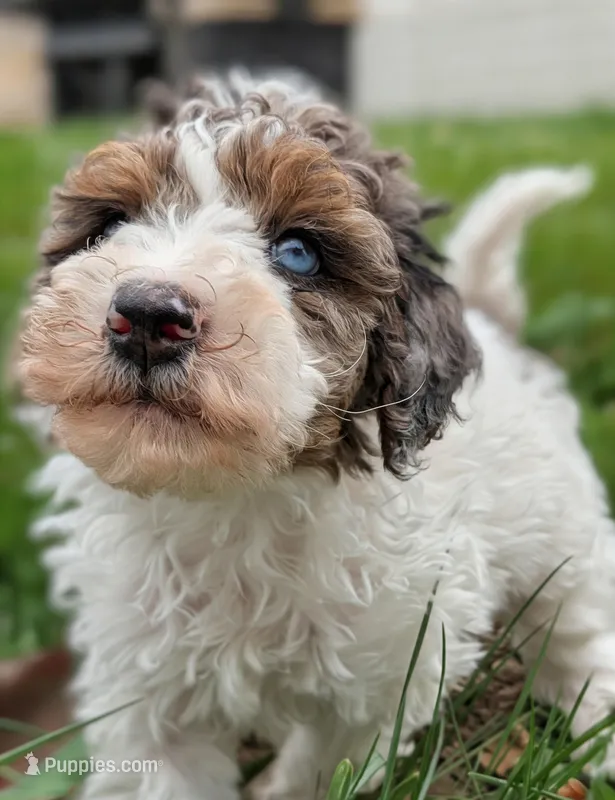Milkyway - Mini Labradoodle, a male Poodle - Miniature  and Miniature Labradoodle for sale in Salt Lake City, UT – Photo 1 of 7