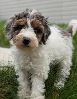 Milkyway - Mini Labradoodle, a male Poodle - Miniature  and Miniature Labradoodle for sale in Salt Lake City, UT – Photo 5 of 7