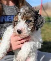 Milkyway - Mini Labradoodle, a male Poodle - Miniature  and Miniature Labradoodle for sale in Salt Lake City, UT – Photo 3 of 7