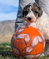 Milkyway - Mini Labradoodle, a male Poodle - Miniature  and Miniature Labradoodle for sale in Salt Lake City, UT – Photo 4 of 7