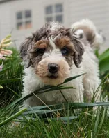 Milkyway - Mini Labradoodle, a male Poodle - Miniature  and Miniature Labradoodle for sale in Salt Lake City, UT – Photo 7 of 7