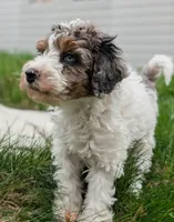 Milkyway - Mini Labradoodle, a male Poodle - Miniature  and Miniature Labradoodle for sale in Salt Lake City, UT – Photo 6 of 7