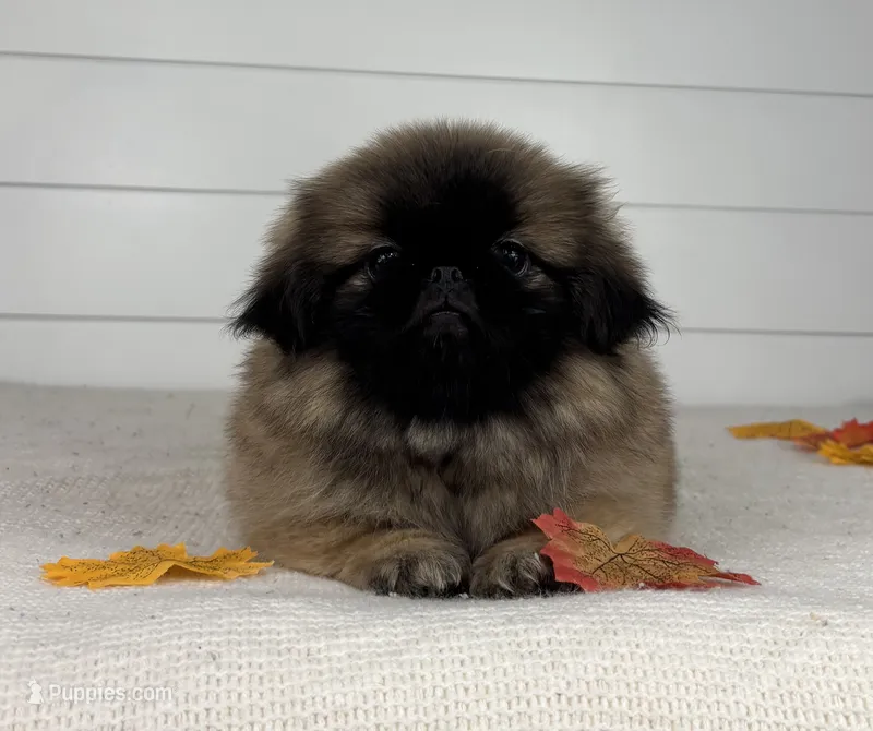 Hazel – Pekingese puppy for sale in Shipshewana, IN