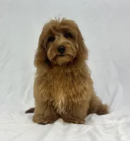 Ruby, a female Poodle - Miniature  and Miniature Dachshund for sale in Shipshewana, IN – 2 of 5
