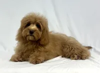 Honey, a female Poodle - Miniature  and Miniature Dachshund for sale in Shipshewana, IN – 3 of 5
