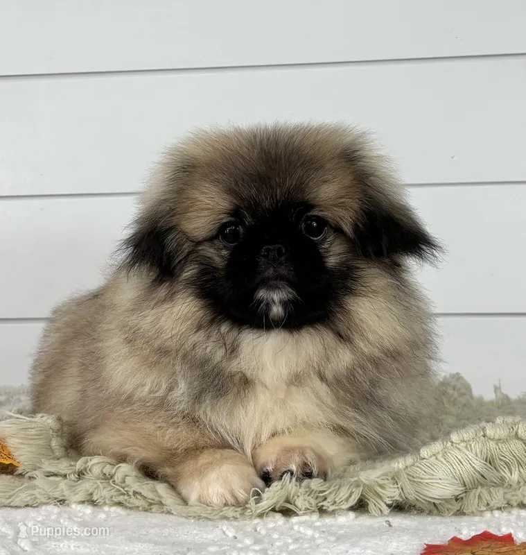 Leo – Pekingese puppy for sale in Shipshewana, IN