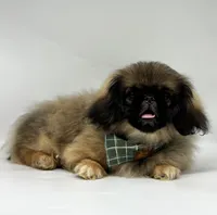 Forest, a male Pekingese for sale in Shipshewana, IN – 2 of 5