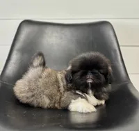 Fifi, a female Pekingese for sale in Shipshewana, IN – 3 of 4