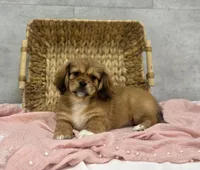 Truffle, a female Pekingese and Miniature Dachshund for sale in Shipshewana, IN – Photo 4 of 4