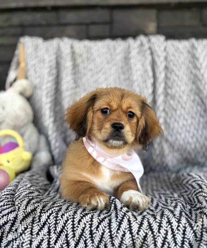 Truffle – Pekingese, Miniature Dachshund puppy for sale in Shipshewana, IN