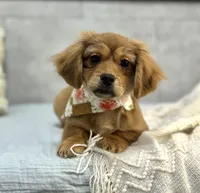 Hershey, a female Pekingese and Miniature Dachshund for sale in Shipshewana, IN – Photo 4 of 4