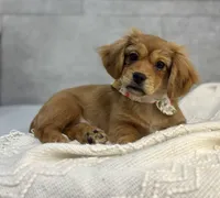 Hershey, a female Pekingese and Miniature Dachshund for sale in Shipshewana, IN – Photo 2 of 4