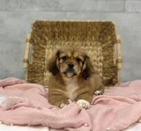 Truffle, a female Pekingese and Miniature Dachshund for sale in Shipshewana, IN – Photo 1 of 4