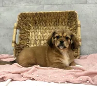 Truffle, a female Pekingese and Miniature Dachshund for sale in Shipshewana, IN – Photo 2 of 4