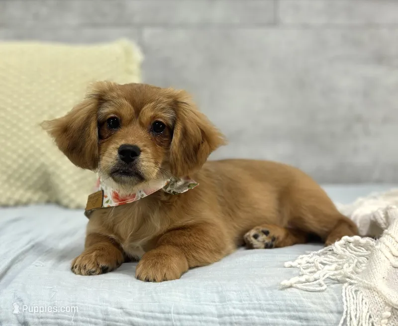 Hershey – Pekingese, Miniature Dachshund puppy for sale in Shipshewana, IN