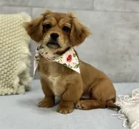 Hershey, a female Pekingese and Miniature Dachshund for sale in Shipshewana, IN – Photo 3 of 4
