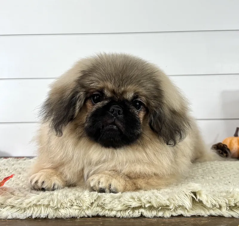 Bear – Pekingese puppy for sale in Shipshewana, IN