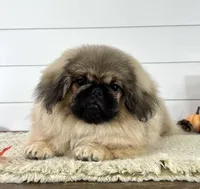 Bear, a male Pekingese for sale in Shipshewana, IN – 1 of 4