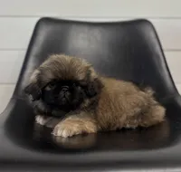 Forest, a male Pekingese for sale in Shipshewana, IN – 2 of 4